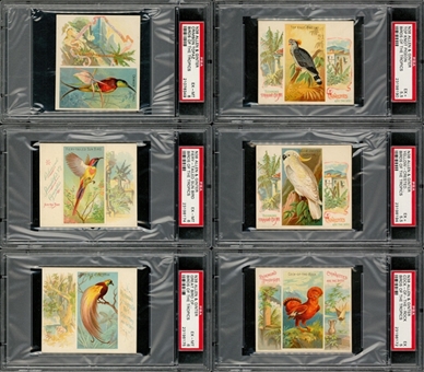 1889 N38 Allen & Ginter "Birds of the Tropics" Large Cards Partial Set (43/50) - #2 on the PSA Set Registry!